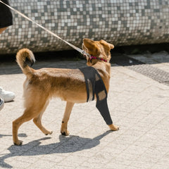 Dog Knee Brace – Rear Leg Support for Joint Pain & Injury